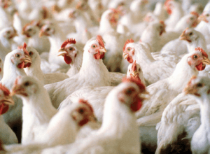 Poultry2